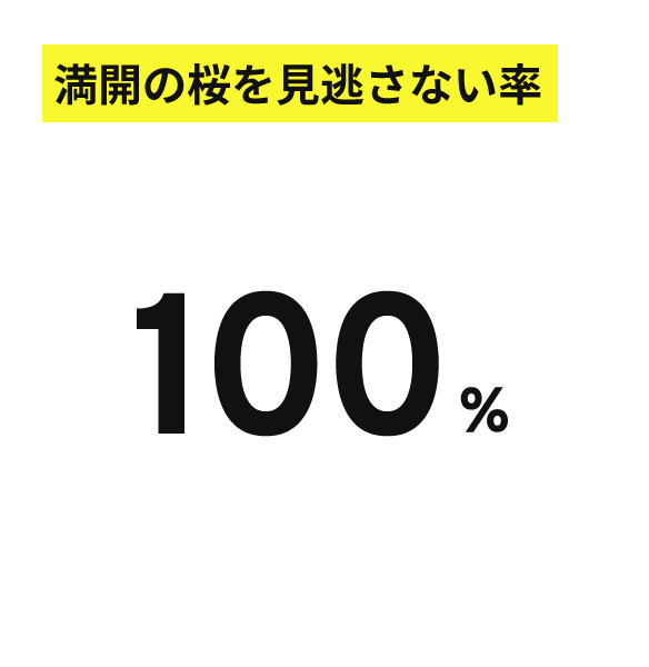 満開の桜を見逃さない率 100%